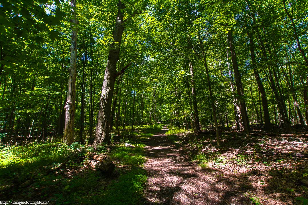 trail inside a forest